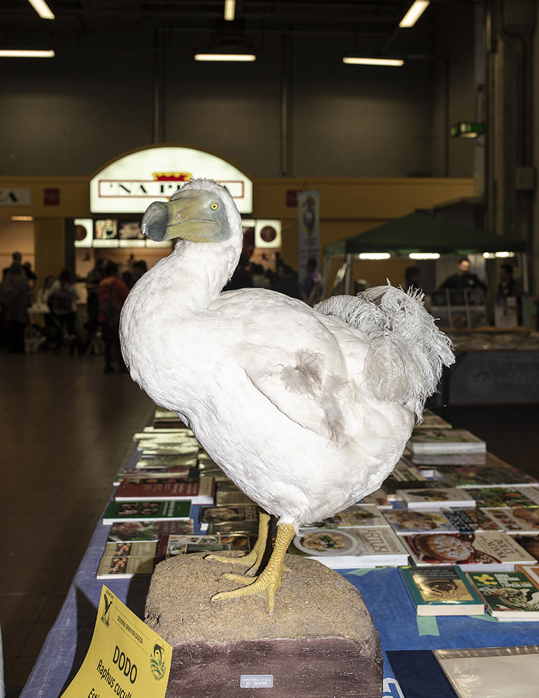 dodo impagliato in fiera